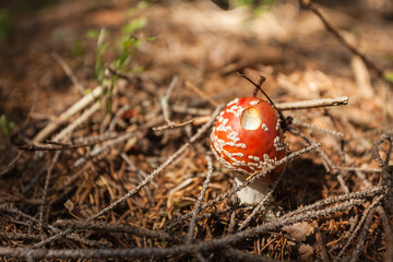 Young Amanita Muscaria grown up inside a forest
