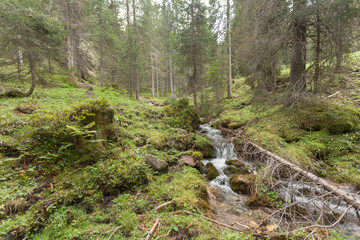 Fototapeta na wymiar A stream flows in the forest, Italian Alps