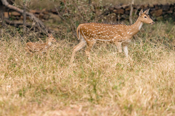Cheetal deer with fawn in high grass, Ranthambore National Park, Rajasthan