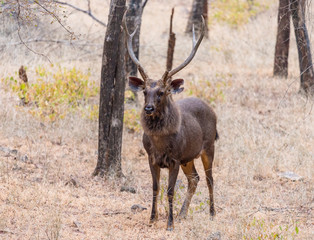 male sambar deer, Ranthambore National Park, Rajasthan