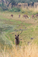 sambar deer on the shore of rajbarh lake, Ranthambore National Park, Rajasthan