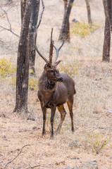 male sambar deer, Ranthambore National Park, Rajasthan