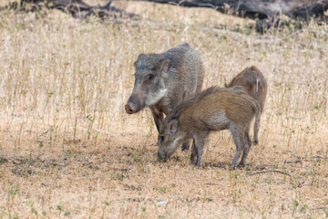 family of wild boar in Ranthambore National Park, Rajasthan