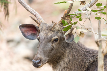 sambar deer, Ranthambore National Park, Rajasthan