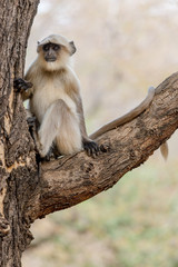 young hanuman langur on the look out on a branch of a tree,  Ranthambore National Park, Rajasthan