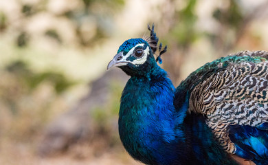 Fototapeta premium Portrait of a peacock, Ranthambore National Park, Rajasthan
