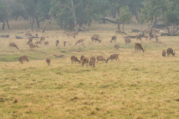 herd of cheetal in a meadow, Ranthambore National Park, Rajasthan