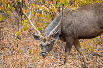 Fototapeta premium male sambar deer in Ranthambore National Park, Rajasthan