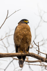 hawk on a branch in Ranthambore National Park, Rajasthan