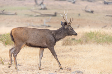 Naklejka na ściany i meble young male sambar deer in Ranthambore National Park, Rajasthan