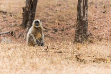 hanuman langur on the forest ground, Ranthambore National Park, Rajasthan