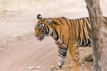 Fototapeta na wymiar cute young Bengaltiger in Ranthambore National Park, Rajasthan