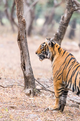 cute young Bengaltiger looking in the distance in Ranthambore National Park, Rajasthan
