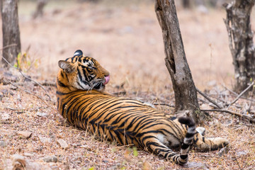 cute young Bengaltiger lying on the ground in Ranthambore National Park, Rajasthan
