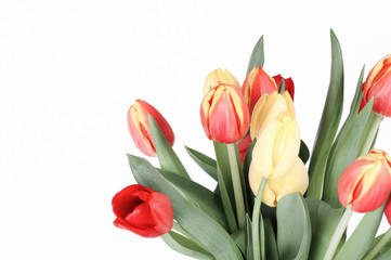 Bunch of Tulips in Red, Cream and Yellow
