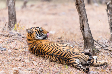 cute young Bengaltiger lying on the ground in Ranthambore National Park, Rajasthan