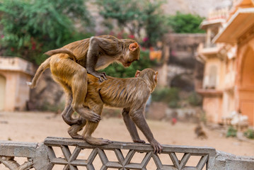 Rhesus macaque at Galta Ji Hanuman Temple in Jaipur, Rajasthan