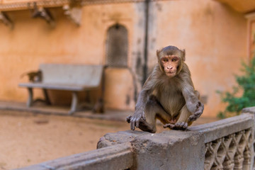 Rhesus macaque at Galta Ji Hanuman Temple in Jaipur, Rajasthan