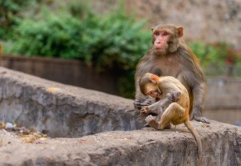 Rhesus macaque Mother with Baby at Galta Ji Hanuman Temple in Jaipur, Rajasthan