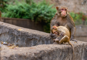 Rhesus macaque Mother with Baby at Galta Ji Hanuman Temple in Jaipur, Rajasthan