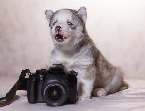 Puppy husky stands with the camera and howls