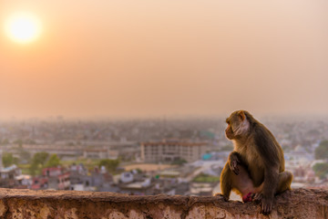 Rhesus macaque on wall high above Jaipur, Rajasthan