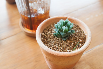 Close up of succelent in pot plant on wooden table