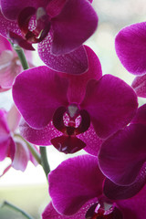 orchid