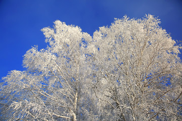 Winter white trees on background of the blue sky