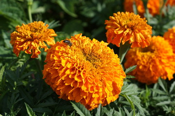 Orange Flowers
