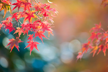 Maple leaves change color in autumn season