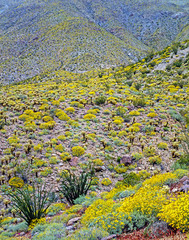 Spring in desert