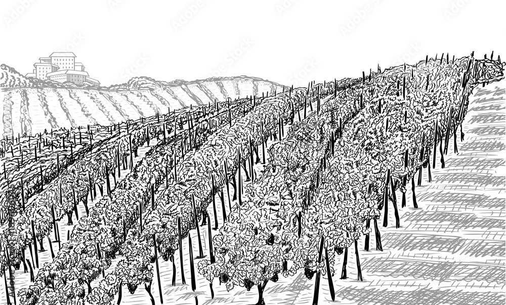 Wall mural vineyard landscape with building on the hill. hand drawn sketch vector illustration on white