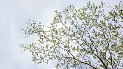 Ivory coast almond tree branches on a sky background.