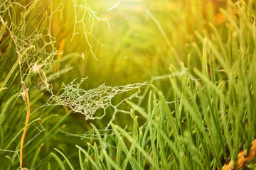 Pine needles and a web covered with hoarfrost under the sunshine