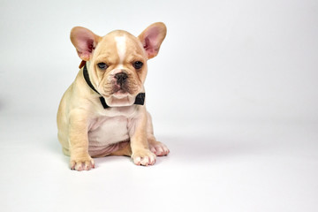 Portrait French Bulldog puppies wear black necktie on white background.