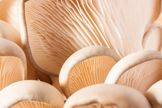 Oyster mushrooms, close up, selective focus.