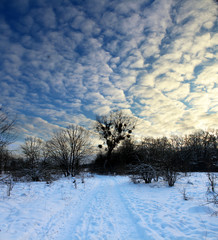The evening in the winter woods. Beautiful landscape. 