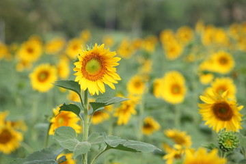 Obraz premium Sunflower field with clear summer sky