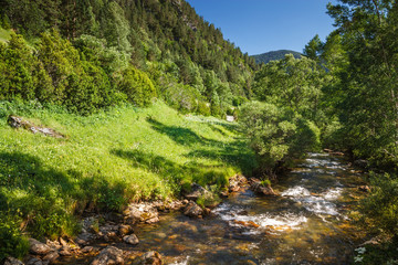 Obraz premium A mountain stream surrounded by green vegetation on a sunny day.