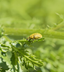 yellow weevil beetle