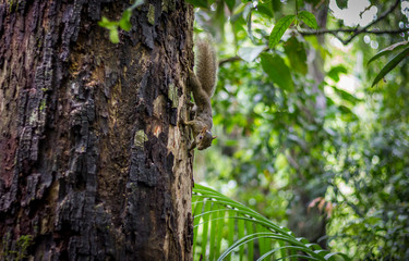 Obraz premium Esquilo squirrel natureza 