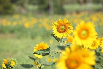 Sunflower field with clear summer sky