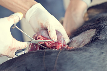 Undergoing surgery and sewing wounds female dogs by a veterinary surgeon. Sterilization to reduce the birth rate. Healthcare and medical concept. Soft focus.