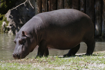 Flusspferd (Hippopotamus amphibius), am Wasser, Nilpferd, Großflusspferd