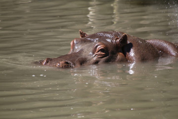 Fototapeta premium Flusspferd (Hippopotamus amphibius), im Wasser
