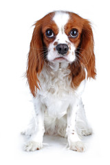 Spaniel dog puppy on white. Funny and cute cavalier king charles spaniel dog puppy on isolated...