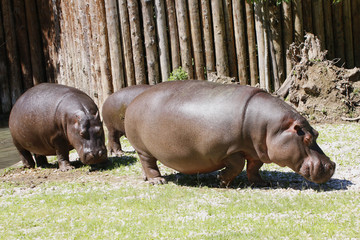 Zwei Flußpferde  (Hippopotamus amphibius), Nilpferd, Großflusspferd oder Hippopotamus