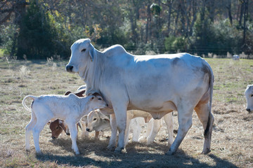 Brahma Cow and Calf Close Up