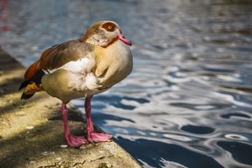 Duck posing by the river.